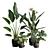 Exotic Indoor Plant Pack 39 3D model small image 1