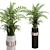 Botanically Inspired Indoor Fern Plants 3D model small image 1