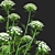 Ammi Visnaga Floral 3D Models 3D model small image 5