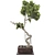 Bonsai Tree 63 3D Model 3D model small image 1