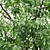 Forest Green 3D Tree Model 3D model small image 2