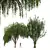 Elegant Weeping Willow 3D Model 3D model small image 1