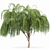 Elegant Weeping Willow 3D Model 3D model small image 2