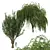 Elegant Weeping Willow 3D Model 3D model small image 5