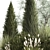 Evergreen Ornamental Plant Collection 3D model small image 2