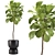 2015 Ficus Indoor Plant 3D 3D model small image 1