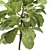 2015 Ficus Indoor Plant 3D 3D model small image 2
