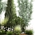 Evergreen Landscape Plant Collection 3D model small image 6