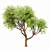 Japanese Cherry Tree 3D Models 3D model small image 2