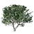  Evergreen Pinus Tree Model 3D model small image 1