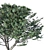  Evergreen Pinus Tree Model 3D model small image 2