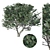  Evergreen Pinus Tree Model 3D model small image 4