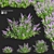 Buddleja davidii Bushes Collection 3D model small image 1