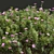 Zistrose & Coronilla 3D Flower Models 3D model small image 2