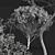 Zistrose & Coronilla 3D Flower Models 3D model small image 7
