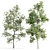 Arboreal Assortment 189 3D model small image 3