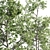 Arboreal Assortment 189 3D model small image 5
