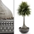 Elegant Beaucarnea 003 Display Piece 3D model small image 1