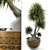 Elegant Rendered Beaucarnea Display Stand 3D model small image 1