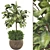 Rubber Plant FBX Collection Set 3D model small image 1