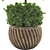 Rubber Plant FBX Collection Set 3D model small image 5