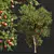 Fruit Tree 3D Models Set 3D model small image 4