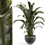 Tropical Banana Palm Houseplant 3D model small image 1