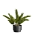 Exotic Indoor Plants Pack 43 3D model small image 6