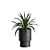 Exotic Indoor Plants Pack 43 3D model small image 7