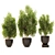 Spanish Stopper Shrub Set 3D 3D model small image 1