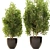 Spanish Stopper Shrub Set 3D 3D model small image 2