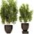 Spanish Stopper Shrub Set 3D 3D model small image 3