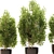 Spanish Stopper Shrub Set 3D 3D model small image 4