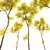 Real Fall Tree 3D Models 3D model small image 5