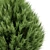 Premium 3D Cypress Tree Models 3D model small image 2