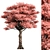 Japanese Maple Tree Collection 3D model small image 1
