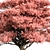 Japanese Maple Tree Collection 3D model small image 2