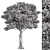 Japanese Maple Tree Collection 3D model small image 3