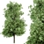 Sourwood - Set of Trees 3D model small image 1