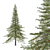 Premium White Fir Tree Model 3D model small image 1