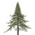 Premium White Fir Tree Model 3D model small image 2