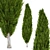 Optimized Mediterranean Cypress Tree Model 3D model small image 1