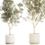 Modern White Pot Collection: Decorative Olive Trees 3D model small image 3