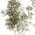 Modern White Pot Collection: Decorative Olive Trees 3D model small image 4