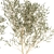 Modern White Pot Collection: Decorative Olive Trees 3D model small image 5