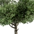 Title: Sourwood Tree Collection 159 3D model small image 3