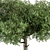 Title: Sourwood Tree Collection 159 3D model small image 4