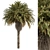 Exotic Arabian Palm Tree Set 3D model small image 1