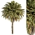 Exotic Arabian Palm Tree Set 3D model small image 2