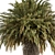 Exotic Arabian Palm Tree Set 3D model small image 3